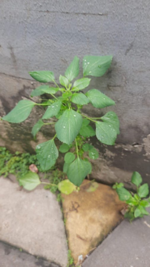 Acalypha
