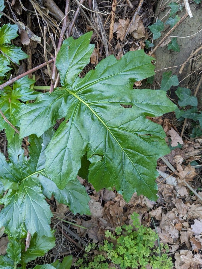 Acanthus mollis