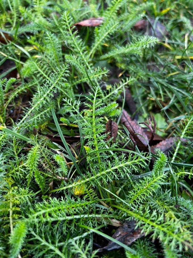 Schafgarbe