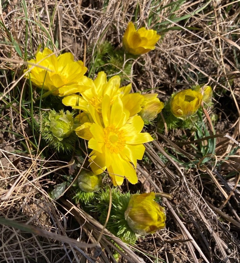 Adonisröschen