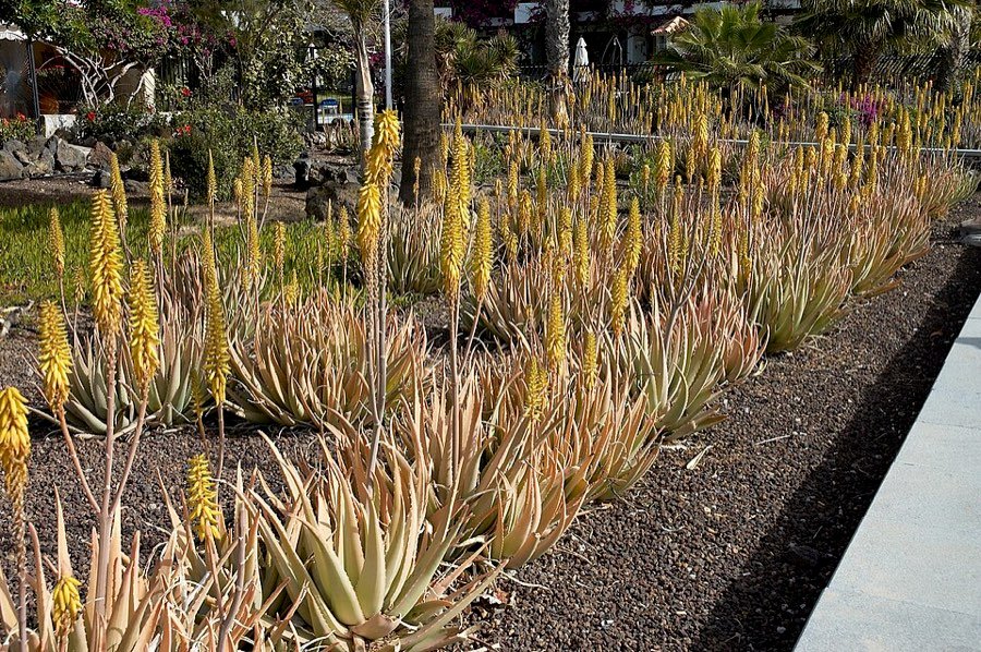 Aloe Vera
