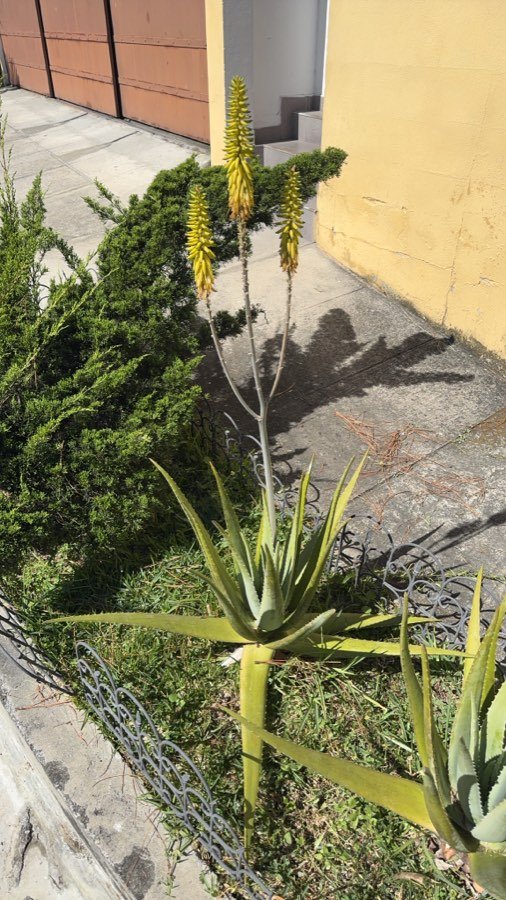 Aloe