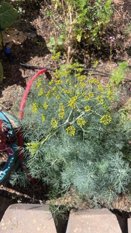Dill