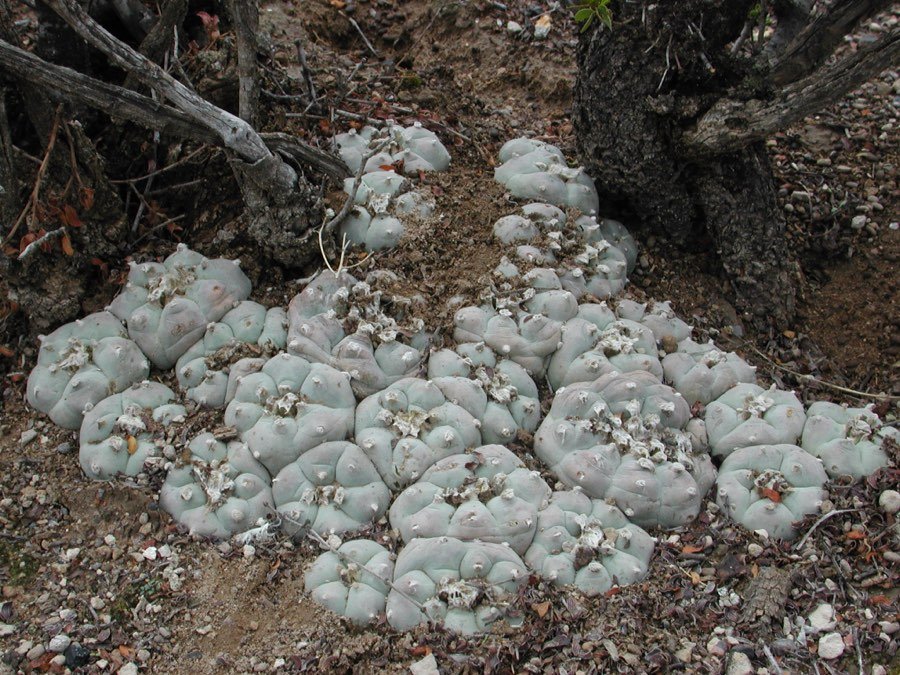 Anhalonium