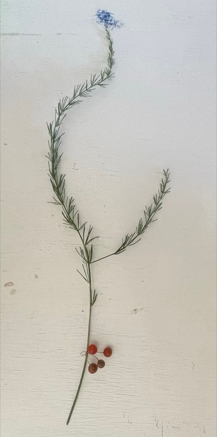 Asparagus