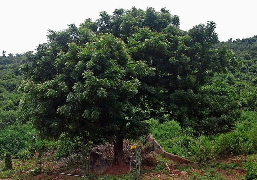 Neem