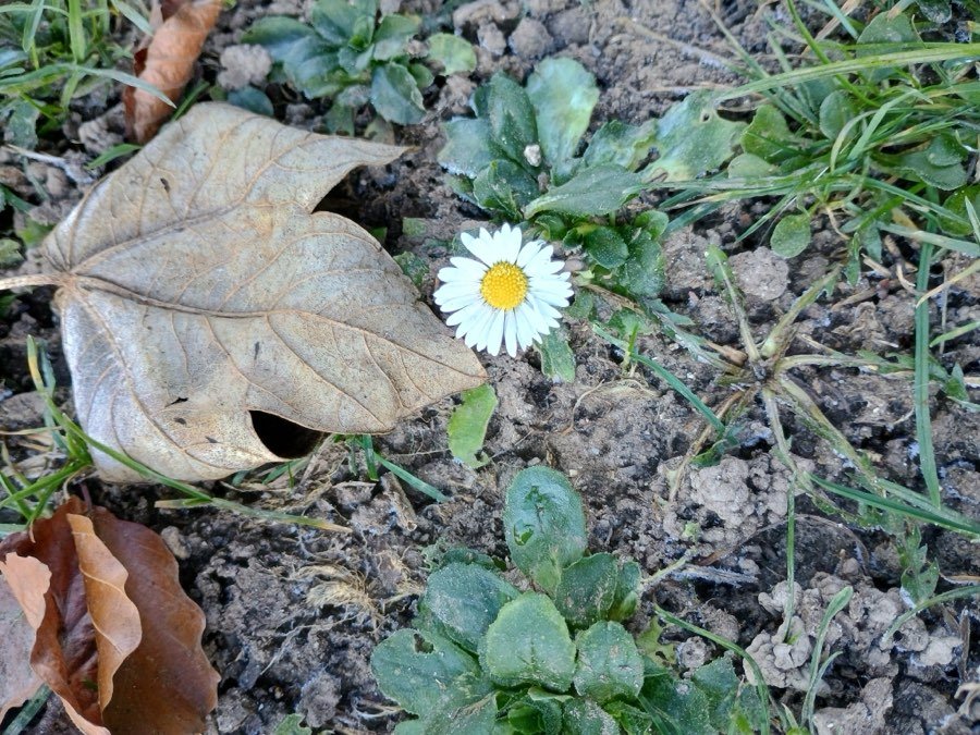 Gänseblümchen