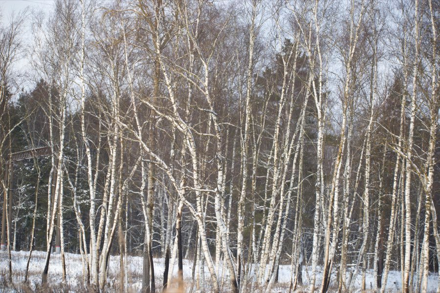 Betula