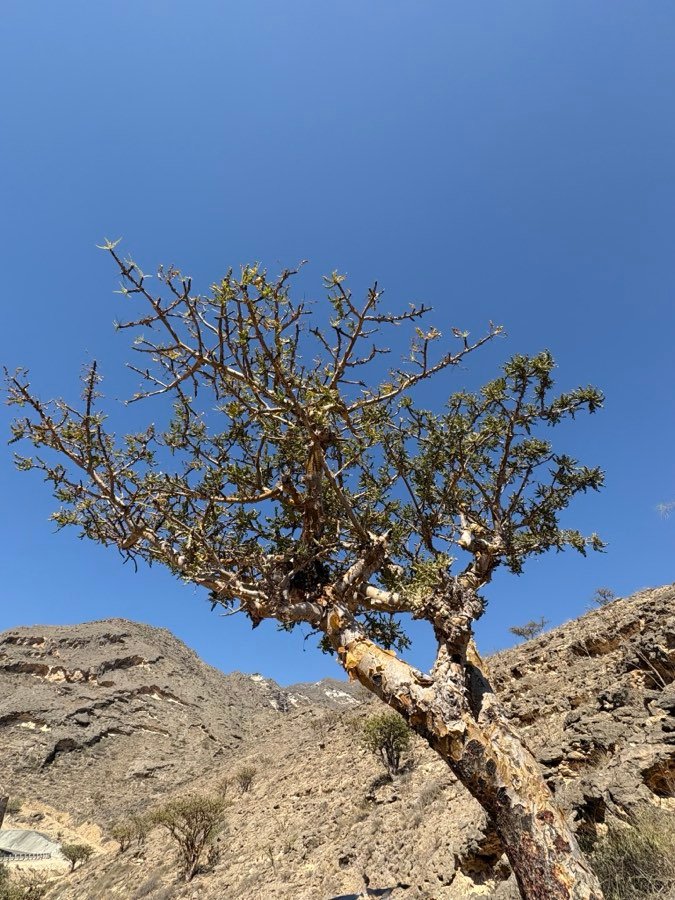 Boswellia