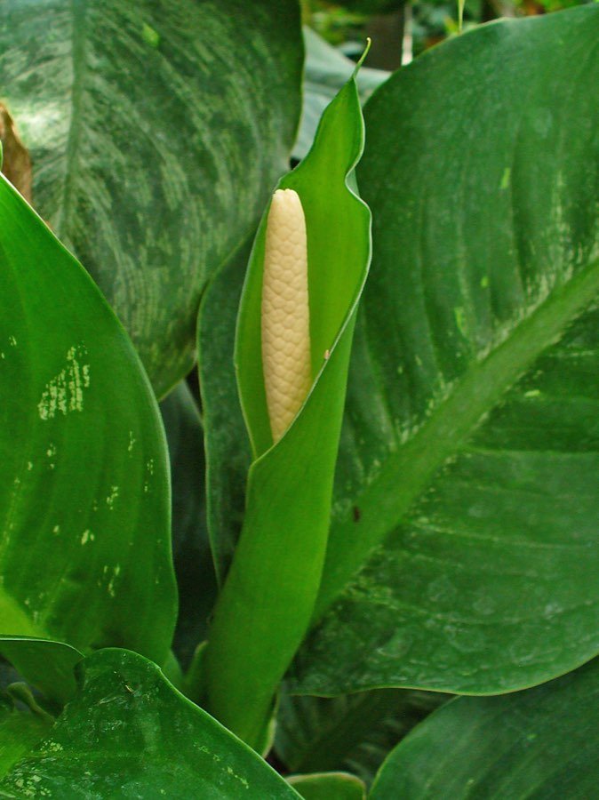 Caladium seguinum