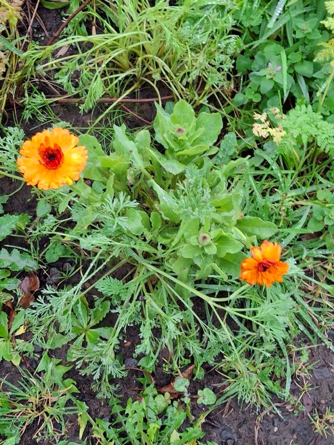 Ringelblume