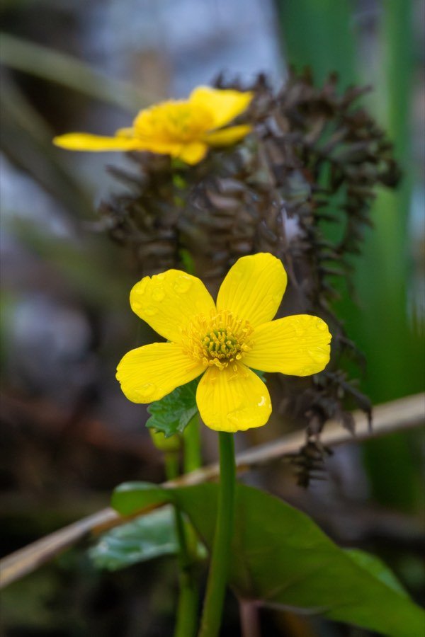 Sumpfdotterblume