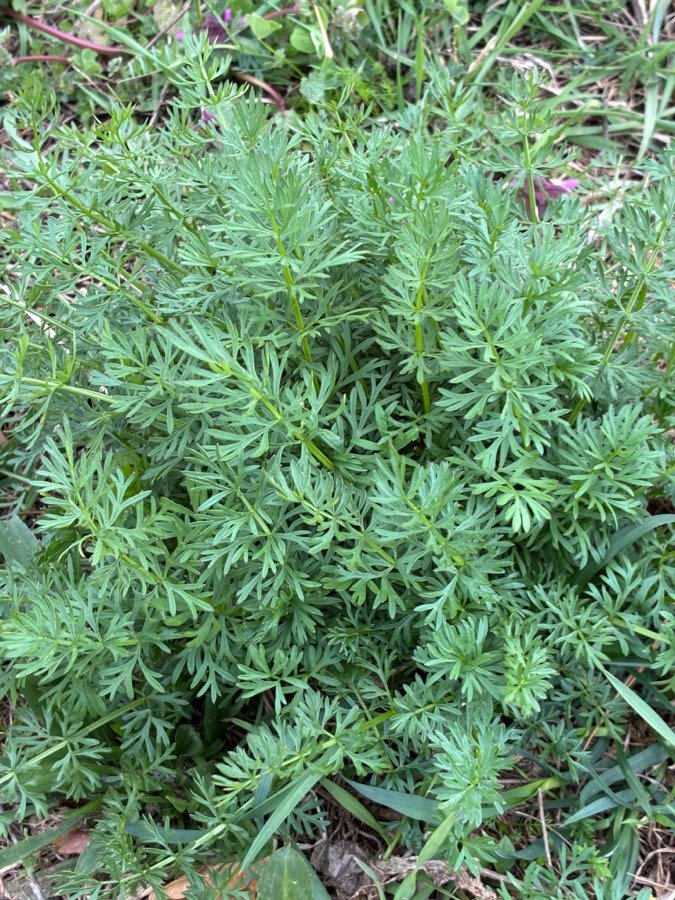 Kümmel