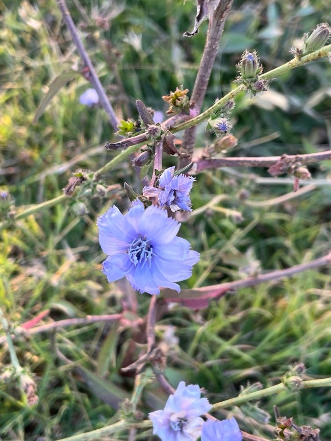 Wegwarte