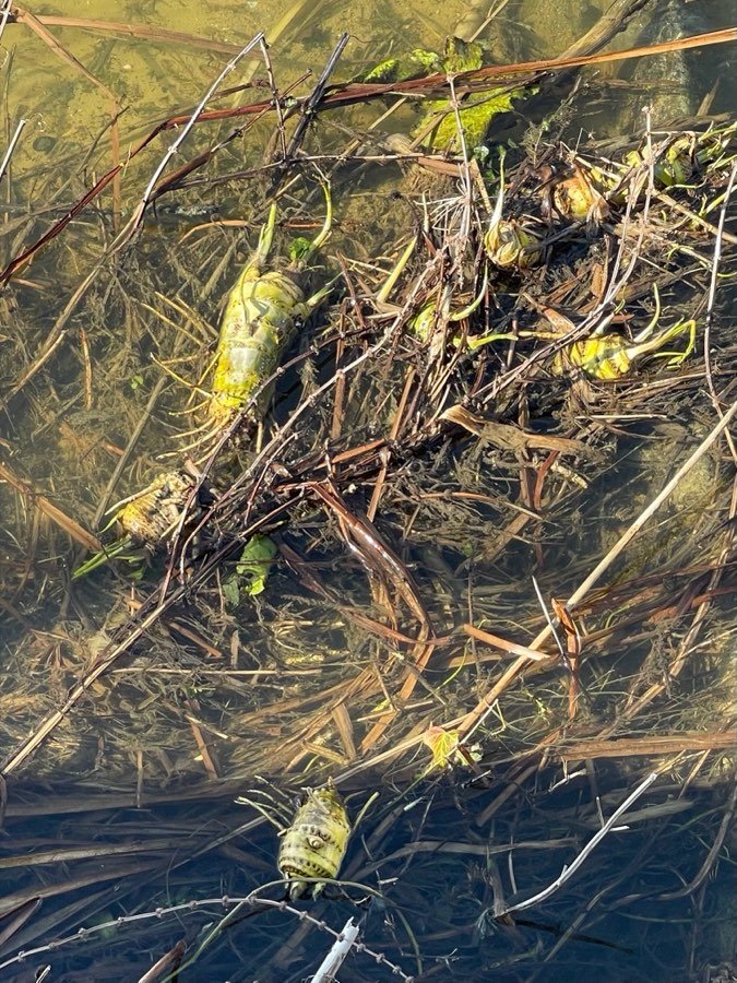 Wasserschierling