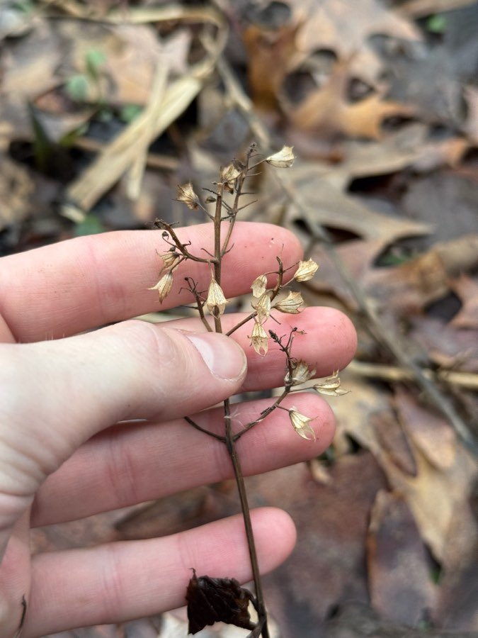 Collinsonia canadensis