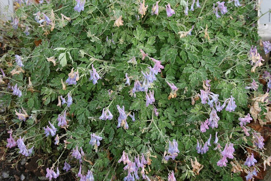 Corydalis