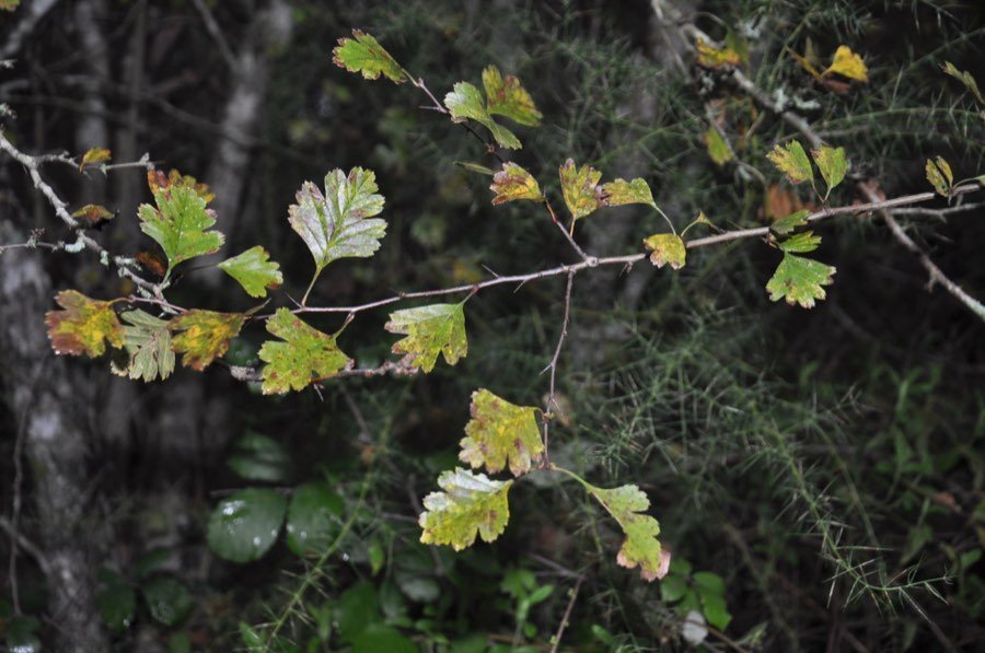 Crataegus