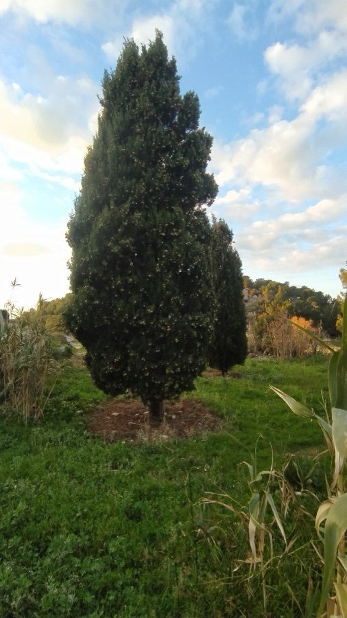 Cupressus