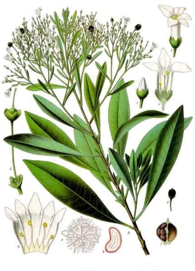 Duboisia