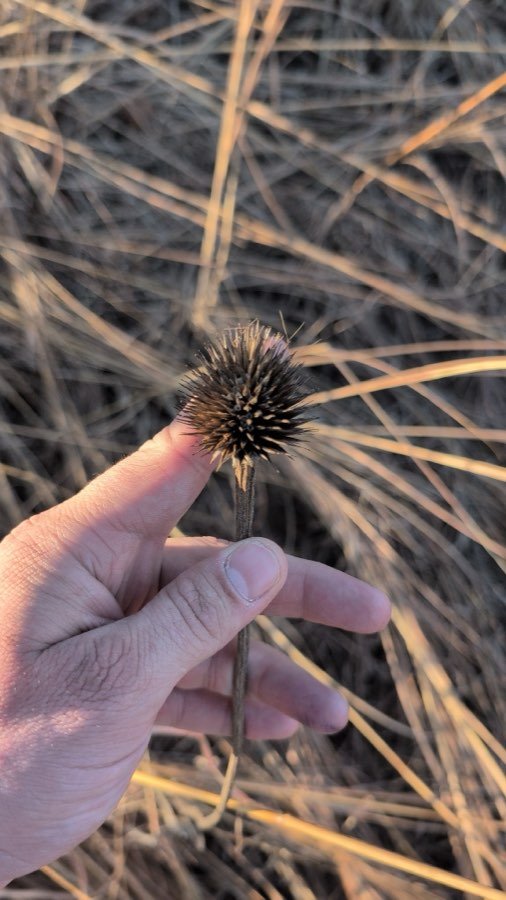 Echinacea