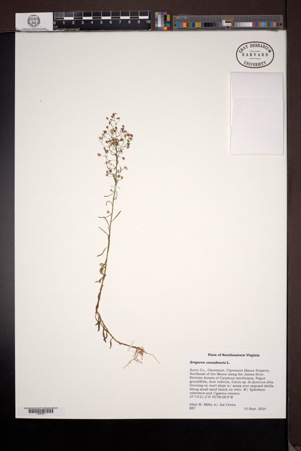 Erigeron canadense