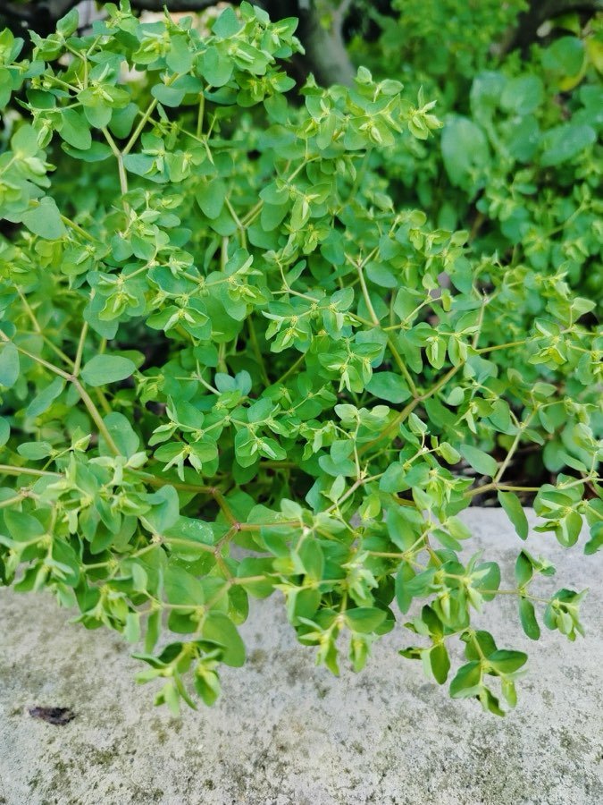 Euphorbia
