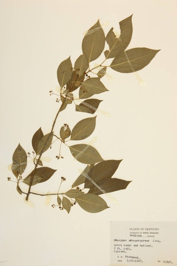 Evonymus