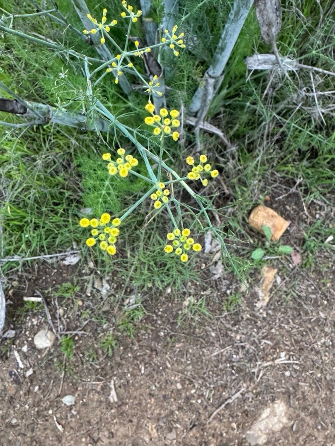 Fenchel