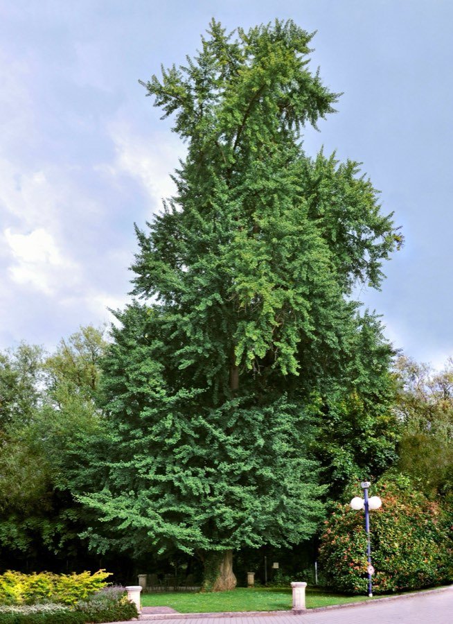 Ginkgo-Baum