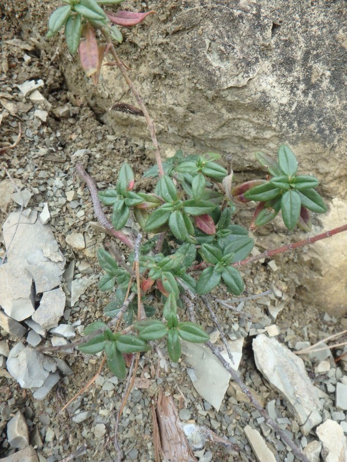 Helianthemum