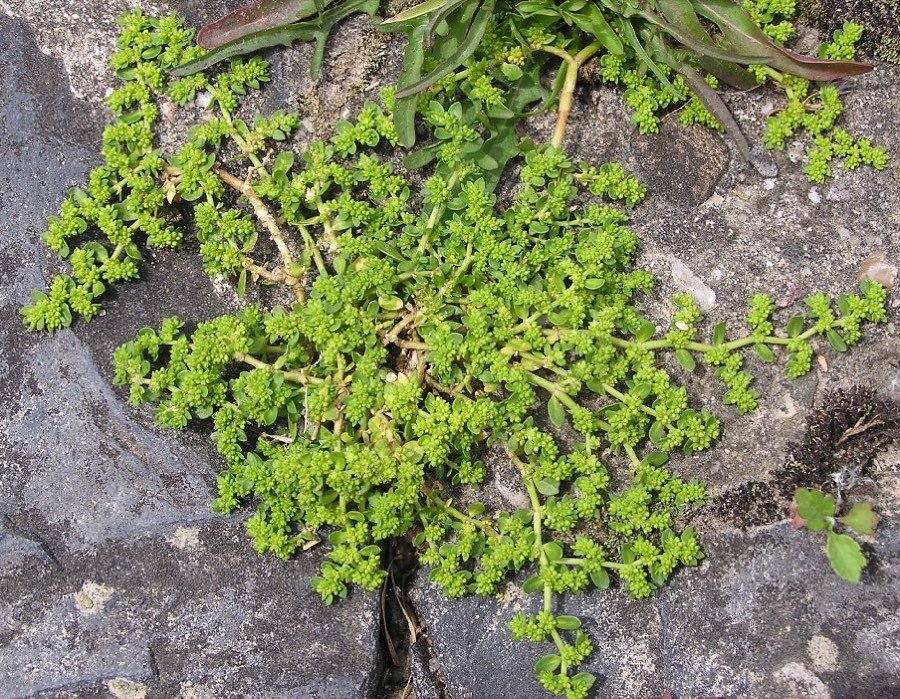 Herniaria