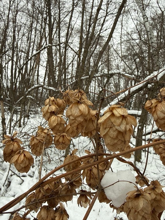 Hopfen