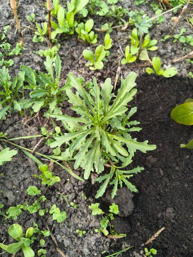 Bittere Schleifenblume