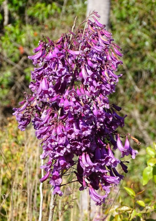 Jacaranda caroba