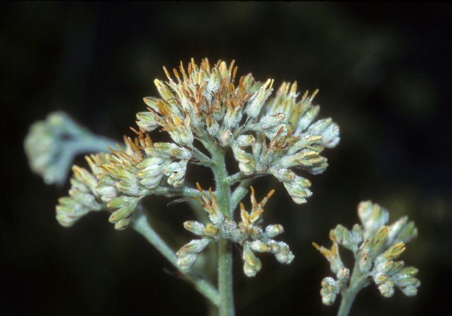 Lachnanthes tinctoria
