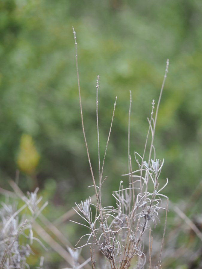 Lavendel