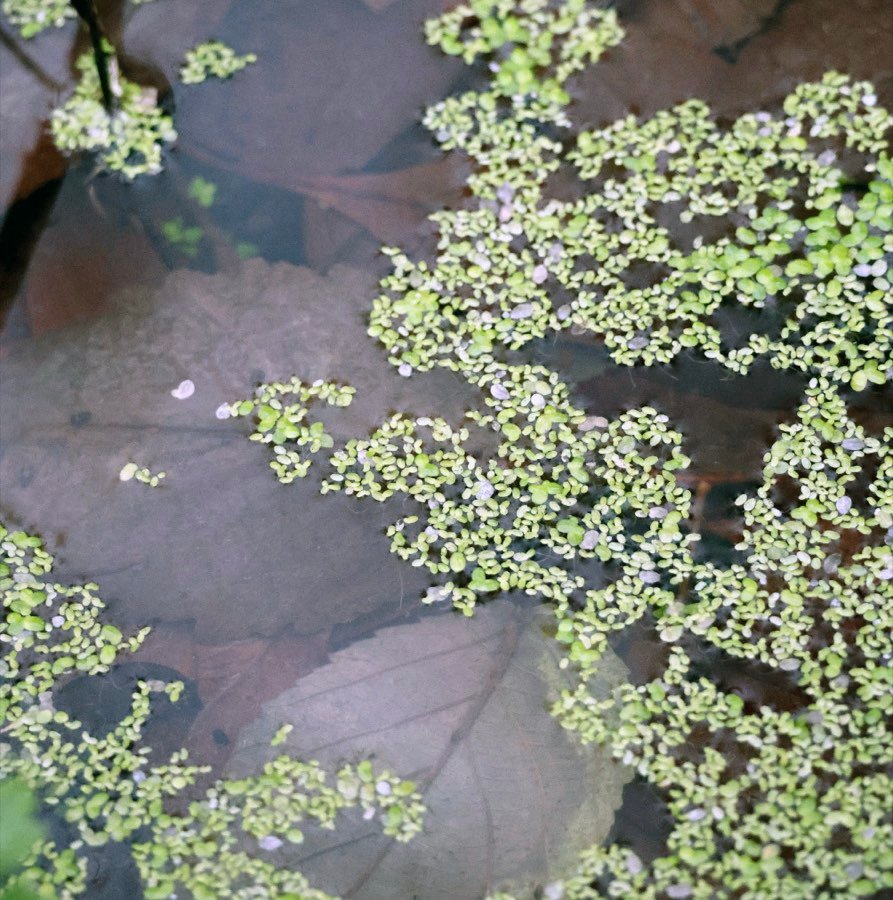 Wasserlinse