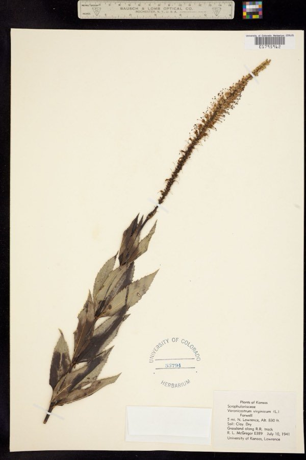 Leptandra virginica