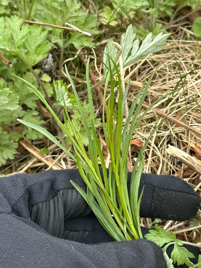 Liatris spicata