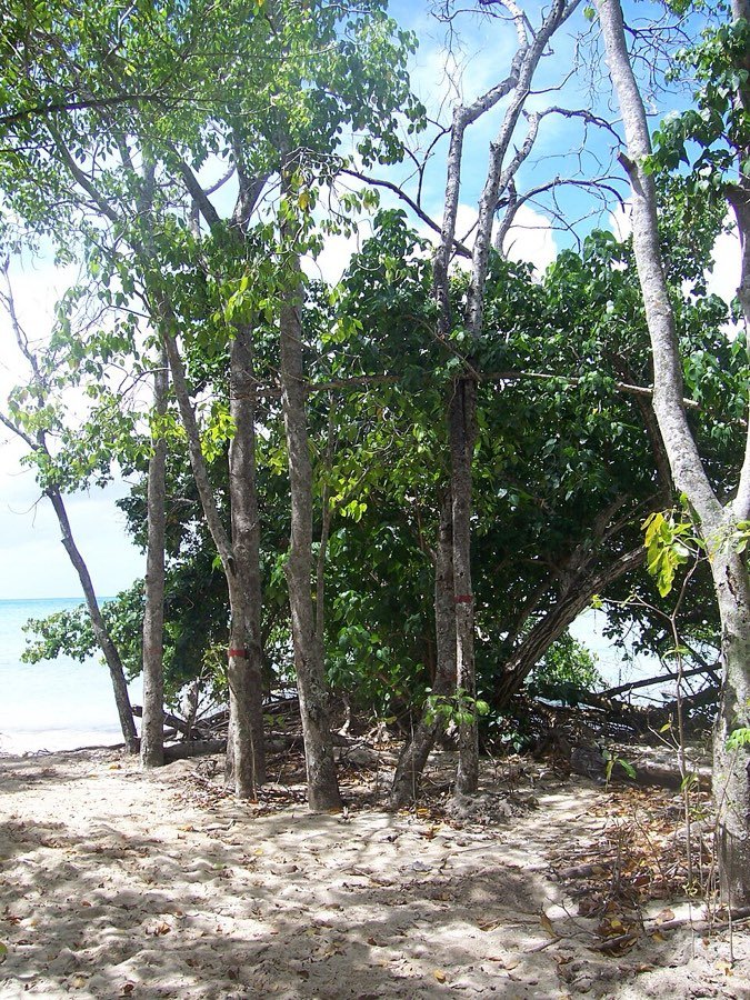 Mancinella