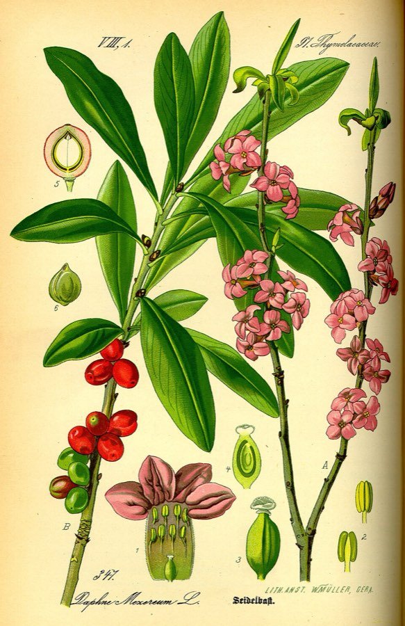 Mezereum