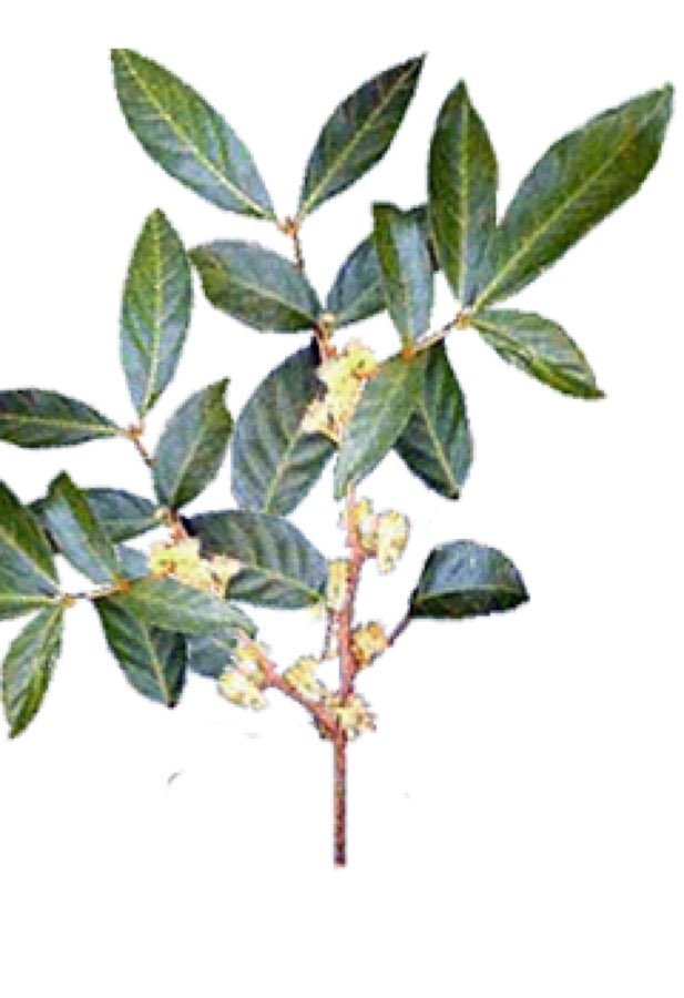 Muira puama