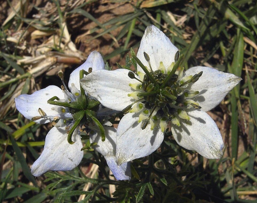 Schwarzkümmel