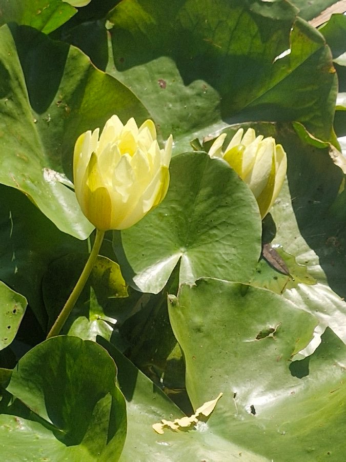 Weiße Seerose