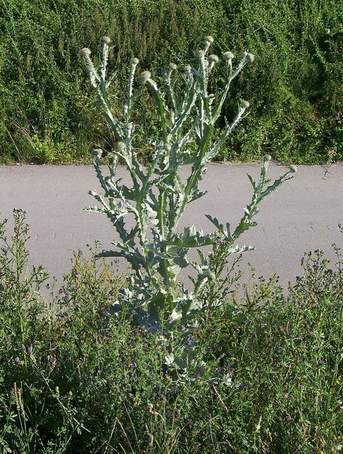 Eselsdistel