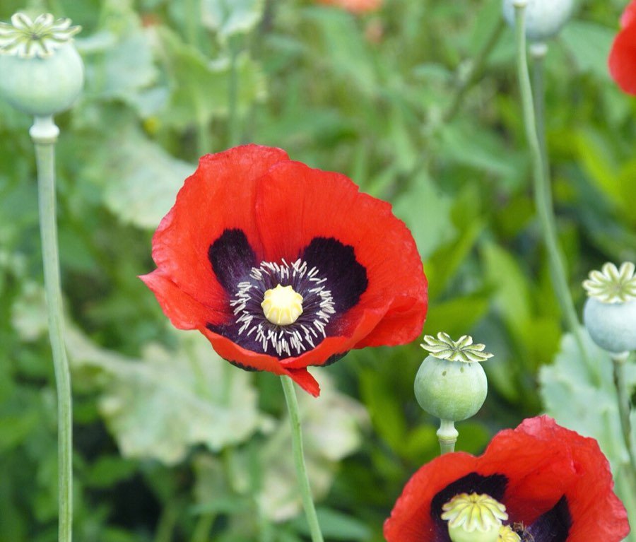 Schlafmohn