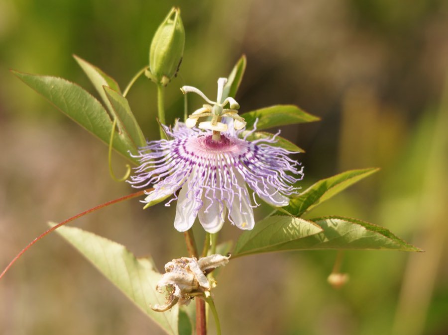 Passionsblume