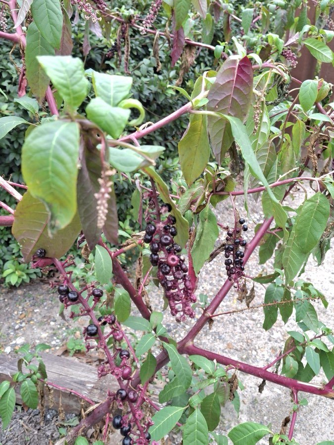 Kermesbeere