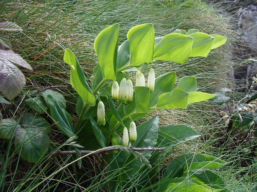 Salomonssiegel
